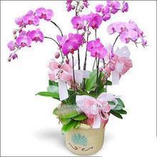 蘭花鮮花盆栽 品種選購與養護全指南
