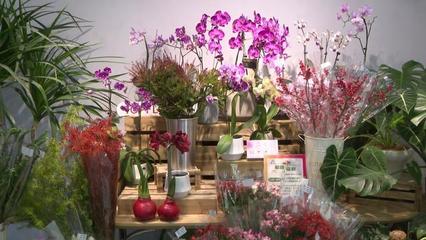 第二屆秋季進口球根花卉展 復興公園綻放進博同款潮流花卉，機械設備賦能綠色園藝