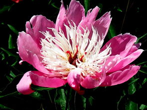 花卉的魅力與多樣性