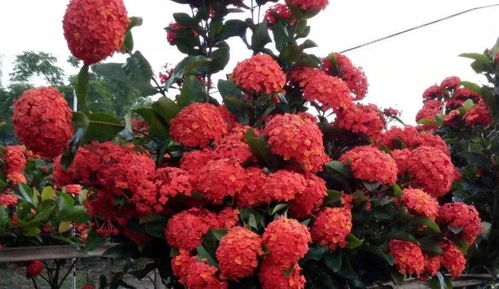 耐熱花卉龍船花養護大揭秘 科學方法與機械設備助力