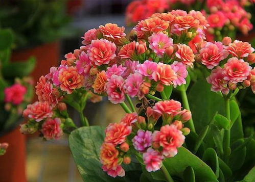 長壽花夏天能開花嗎？一年四季養護方法全在這里